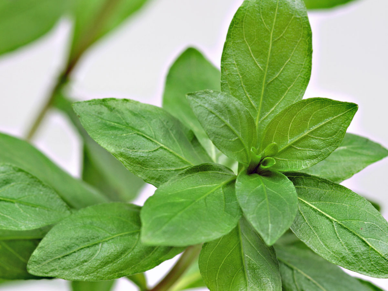 Indischer Wasserfreund - Hygrophila polysperma